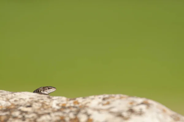 Psammodromus grande - Psammodromus algirus - ještěrka plazí sunn — Stock fotografie