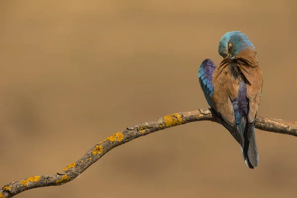 Европейский роллер, сидящий на веточке - Coracias garrulus — стоковое фото