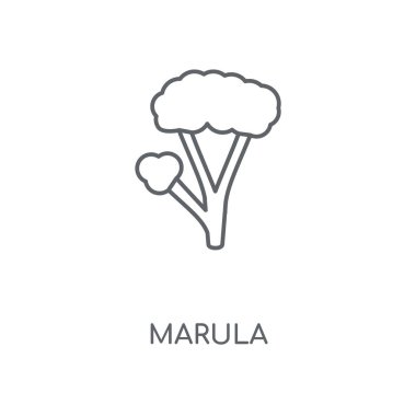Marula doğrusal simgesi. Marula kavramı kontur sembolü tasarım. İnce grafik öğeleri illüstrasyon, beyaz bir arka plan, eps 10 anahat desen vektör.