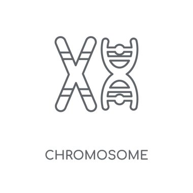 Kromozom doğrusal simgesi. Kromozom kavramı kontur sembolü tasarım. İnce grafik öğeleri illüstrasyon, beyaz bir arka plan, eps 10 anahat desen vektör.