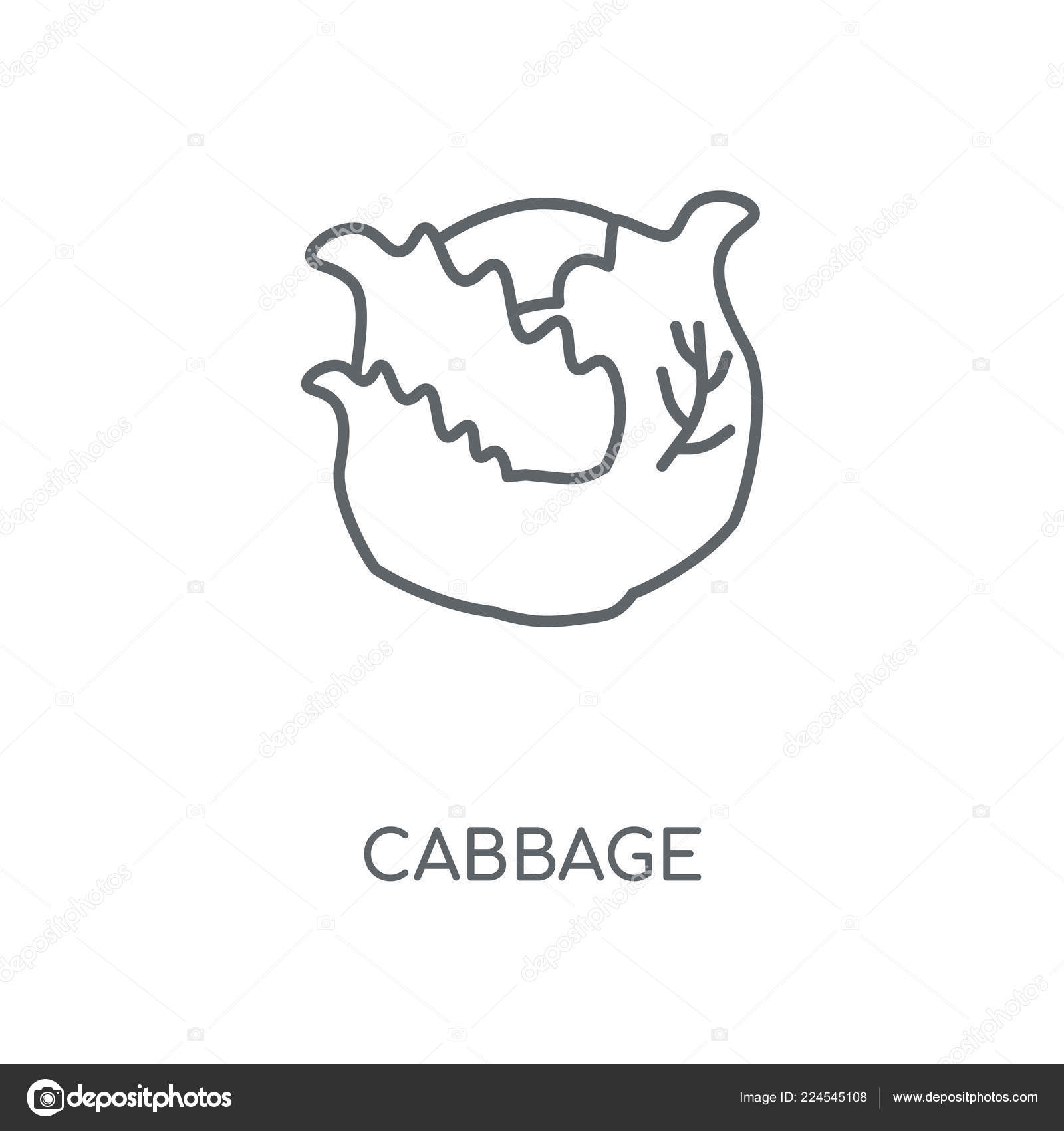 キャベツ線形アイコン キャベツ ストローク シンボル デザインの