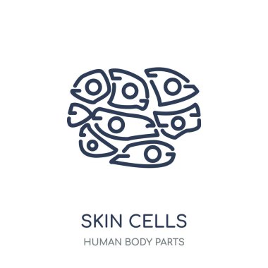 Cilt hücreleri simgesi. Cilt hücreleri doğrusal sembolü tasarım insan vücut parçaları Collection.