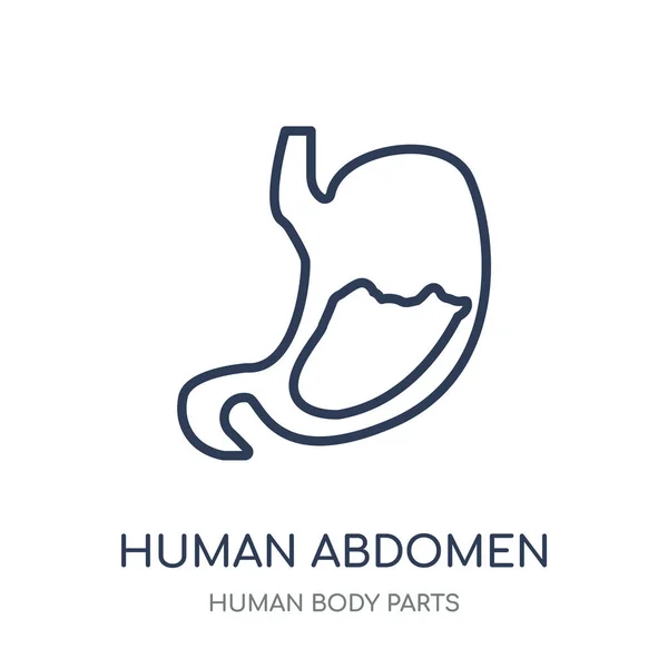 Human Abdomen icon. Human Abdomen linear symbol design from Human Body Parts collection.