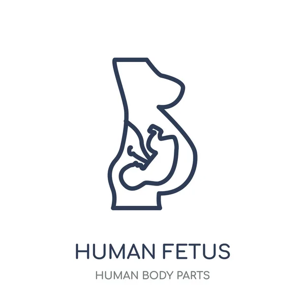 Icône Fœtus Humain Conception Symboles Linéaires Human Fetus Collection Human — Image vectorielle