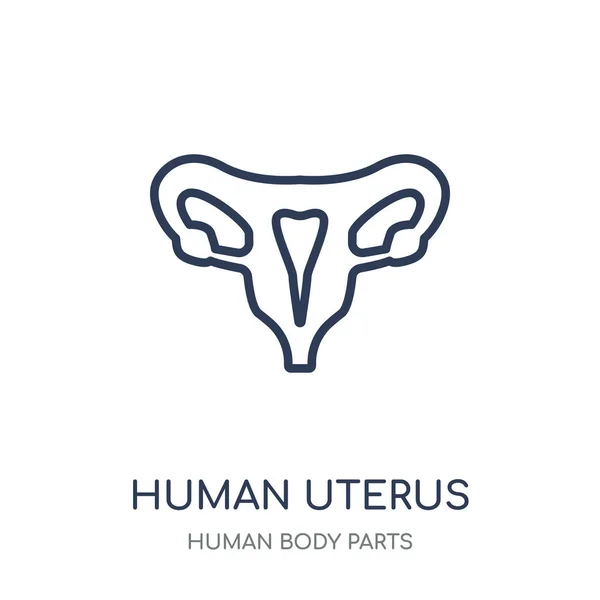 Icône Humaine Utérus Conception Symbole Linéaire Utérus Humain Collection Human — Image vectorielle