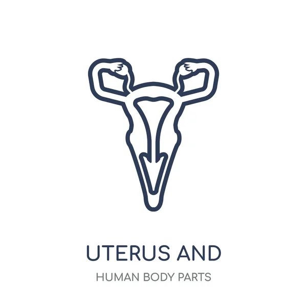Icône Utérus Trompe Fallope Conception Symboles Linéaires Utérus Trompe Fallope — Image vectorielle