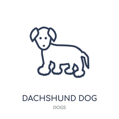 Dachshund köpek simgesi. Dachshund köpek doğrusal sembolü tasarım köpekler koleksiyonundan. Beyaz arka plan üzerinde basit anahat öğesi vektör çizim.