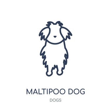 Maltipoo köpek simgesi. Maltipoo köpek doğrusal sembolü tasarım köpekler koleksiyonundan. Beyaz arka plan üzerinde basit anahat öğesi vektör çizim.