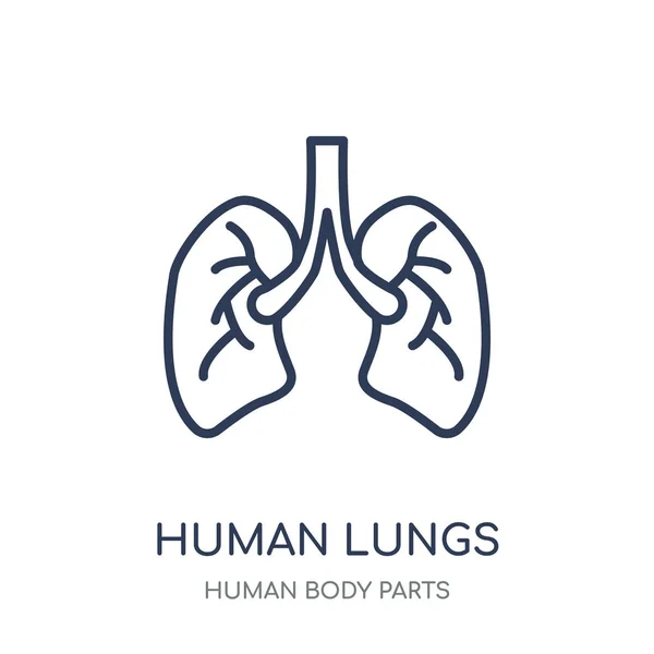 Icono Pulmones Humanos Diseño Símbolo Lineal Human Lungs Colección Human — Archivo Imágenes Vectoriales