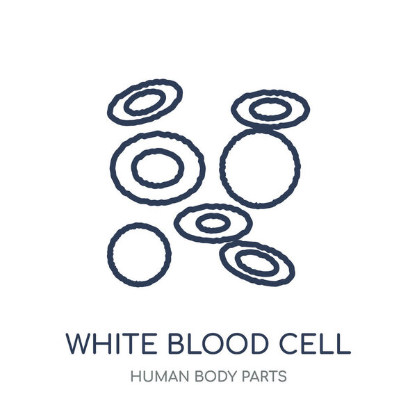 White blood cell icon. White blood cell linear symbol design from Human Body Parts collection.