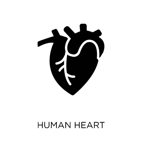 Ikona Serca Ludzkiego Ludzkie Serce Symbol Projekt Kolekcji Ludzkich Części — Wektor stockowy