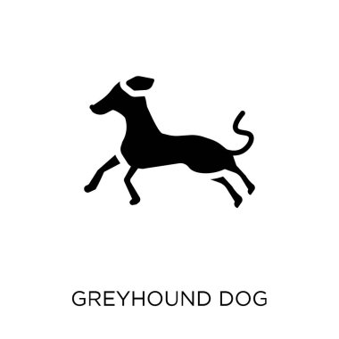 Greyhound köpek simgesi. Greyhound köpek sembolü tasarım köpekler koleksiyonundan. Basit öğe vektör çizim beyaz arka plan üzerinde.