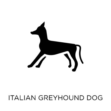 İtalyan Greyhound köpek simgesi. İtalyan Greyhound köpek sembolü tasarım köpekler koleksiyonundan. Basit öğe vektör çizim beyaz arka plan üzerinde.