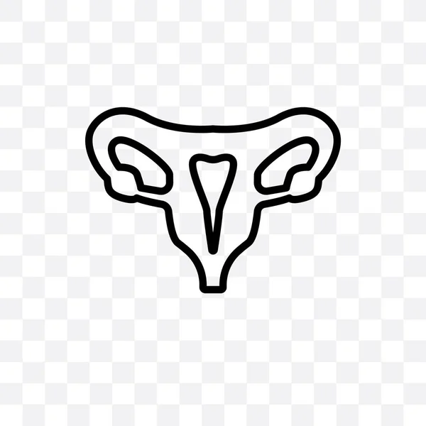 Human Uterus Vector Linear Icon Isolated Transparent Background Human Uterus — Stock Vector