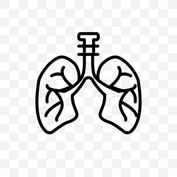 Pulmones Con Vector Tráquea Icono Lineal Aislado Sobre Fondo Transparente — Vector de stock