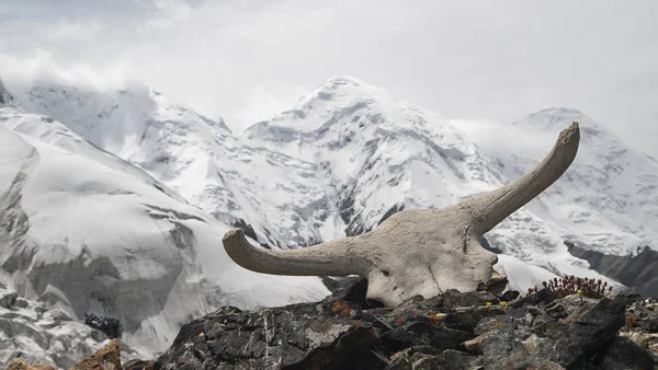 Crâne Yak Assis Sur Rocher Avec Des Glaciers Arrière Plan — Photo