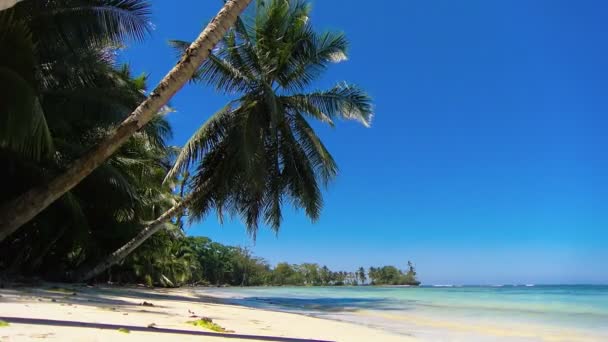 Ειδυλλιακή Παραλία Της Καραϊβικής Λευκή Παρθένα Φοίνικες Στο Νερό Άσπιλο — Αρχείο Βίντεο