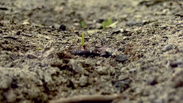 食品を運ぶ蟻のラック フォーカス その蟻塚に食品を運ぶアリ連隊 熱帯地方の自然の生息地で赤蟻のコロニー — ストック動画