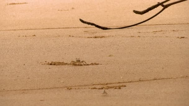 カリブ海の黄金のビーチの自然な生息地の熱帯のカニ カニに出てくると ビーチの砂の上でクロールの細部 パナマでイスラ Bastimentos 国立海洋公園でボカス トロ諸島の野生生物相 — ストック動画