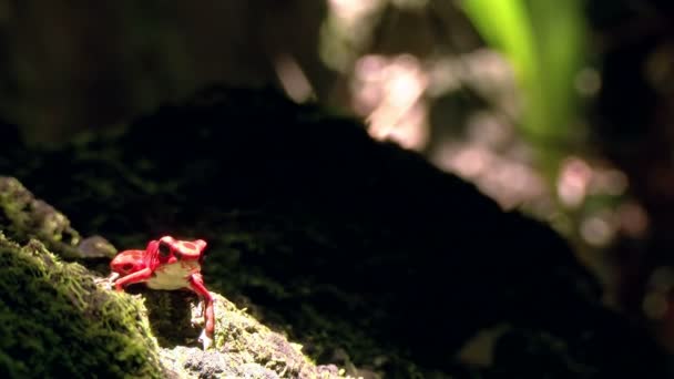 Fragola Veleno Rosso Dardo Rana Nella Foresta Caraibica Questi Anfibi — Video Stock