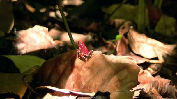 Φράουλα Κόκκινο Βέλος Δηλητήριο Βάτραχος Στο Δάσος Καραϊβικής Αυτά Αμφίβια — Αρχείο Βίντεο