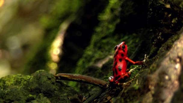 Karayip Ormanın Içinde Çilek Zehir Kırmızı Kurbağası Yerli Halkın Darbe — Stok video