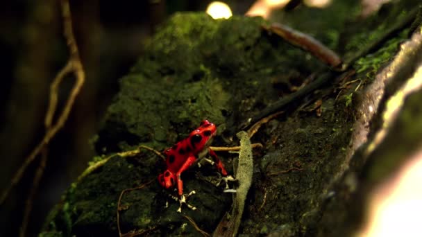 在加勒比森林里的草莓毒红色飞镖青蛙 这些两栖动物被称为飞镖蛙 因为当地人用青蛙毒药来吹飞镖和箭毒 所有的野生飞镖青蛙通过他们的皮肤分泌毒素 — 图库视频影像