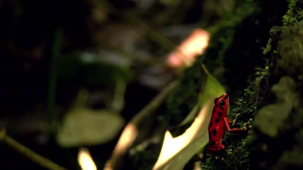 Veneno Fresa Rana Dardo Rojo Bosque Caribeño Estos Anfibios Son — Vídeos de Stock