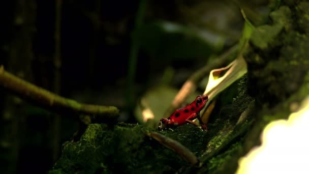 Клубничный Красной Дротиковой Лягушки Карибском Лесу Амфибии Известны Дротиковые Лягушки — стоковое видео