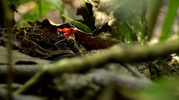 Fragola Veleno Rosso Dardo Rana Nella Foresta Caraibica Questi Anfibi — Video Stock