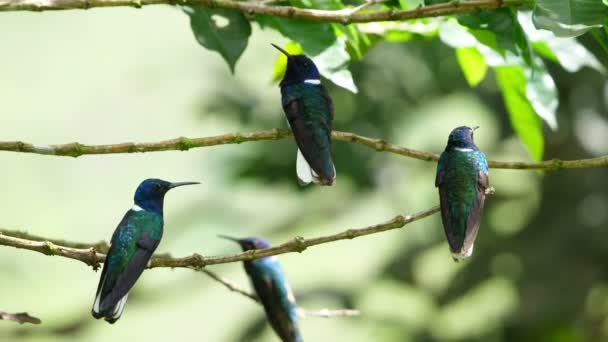 Weißhalsvögel Ihrem Natürlichen Lebensraum Wald Bekannt Als Der Große Kolibri — Stockvideo