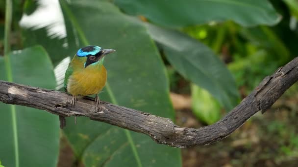 Bunte Motten Ihrem Natürlichen Lebensraum Waldgebiet Die Motmots Oder Momotidae — Stockvideo