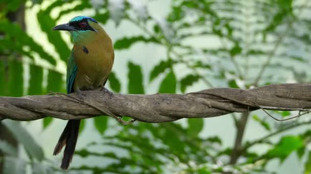 Барвистий Моторошний Птах Своєму Природному Середовищі Проживання Лісовій Місцевості Момоти — стокове відео