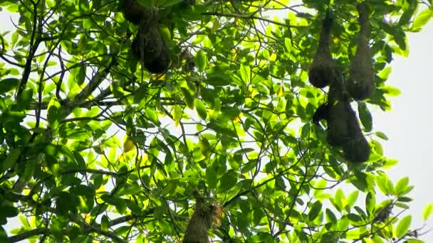 Crested Oropendola Sitt Naturliga Habitat Tropic Den Crested Oropendola Kallas — Stockvideo