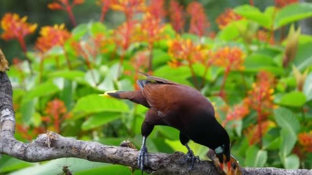 Crested Oropendola Its Natural Habitat Rainforest Oropendola Crista Também Conhecida — Vídeo de Stock