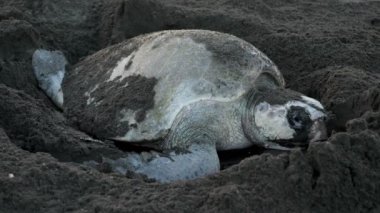Atlantik ridley deniz kaplumbağası tropik sahilde balık yumurtası. Kemp'in ridley deniz kaplumbağası nadide familyasına ait deniz kaplumbağası ve eleştirel tehlikeye attın. Cins Lepidochelys içinde iki yaşam tür biridir. Coşkulu tropikal hayvan türleri.