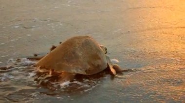 Atlantik ridley deniz kaplumbağası günbatımında yumurtlama sonra denize geri. Kemp'in ridley deniz kaplumbağası nadide familyasına ait deniz kaplumbağası ve eleştirel tehlikeye attın. Cins Lepidochelys içinde iki yaşam tür biridir. Coşkulu tropikal hayvanlar.