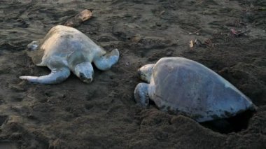 Atlantik ridley deniz kaplumbağalarının yumurtlama tropikal bir kumsalda. Kemp'in ridley deniz kaplumbağası nadide familyasına ait deniz kaplumbağası ve eleştirel tehlikeye attın. Cins Lepidochelys içinde iki yaşam tür biridir. Coşkulu tropikal hayvan türleri.