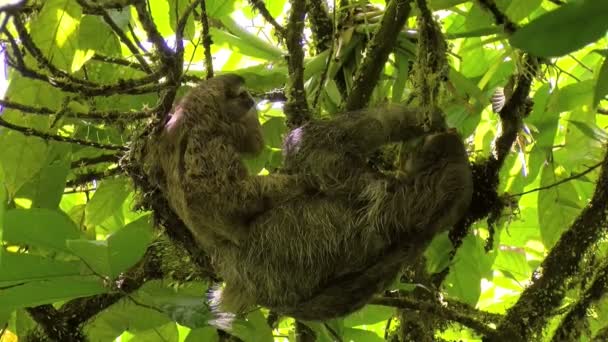 Weibliches Faultier Mit Seinem Baby Das Sich Streckt Und Auf — Stockvideo