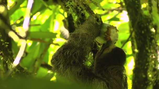 Трёхпалые Ленивцы Едят Какао Ветке Ленивцы Древесные Млекопитающие Отмеченные Медленным — стоковое видео