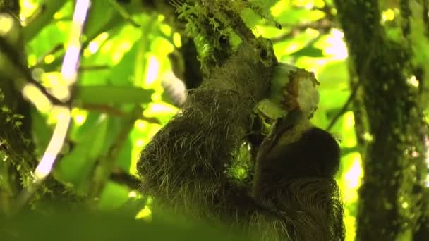 Perezosos Tres Dedos Comiendo Cacao Una Rama Los Perezosos Son — Vídeos de Stock