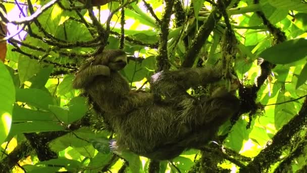 Weibliches Faultier Mit Seinem Baby Das Sich Streckt Und Auf — Stockvideo