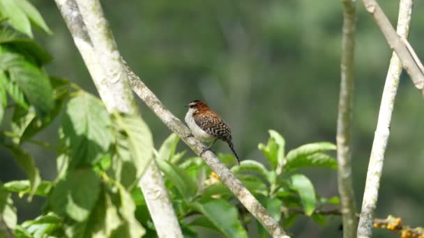 Doğal Habitatları Ormandaki Bir Şubesine Pas Enseli Çit Kuşu Kuş — Stok video
