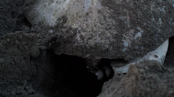 Ατλαντικού Ridley Θαλάσσιας Χελώνας Ωοτοκίας Μια Τροπική Παραλία Kemp Του — Αρχείο Βίντεο