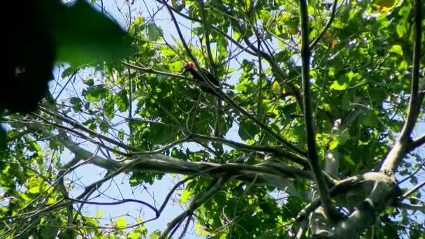 Pájaro Carpintero Tropical Hábitat Natural Los Pájaros Carpinteros Son Parte — Vídeo de stock