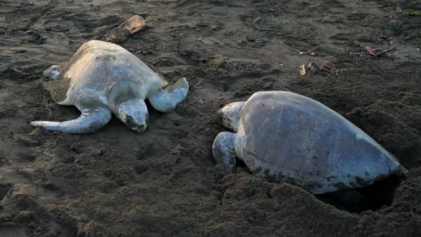 Atlantische Ridley Zeeschildpadden Kuitschieten Een Tropisch Strand Kemps Lepidochelys Zeldzaamste — Stockvideo