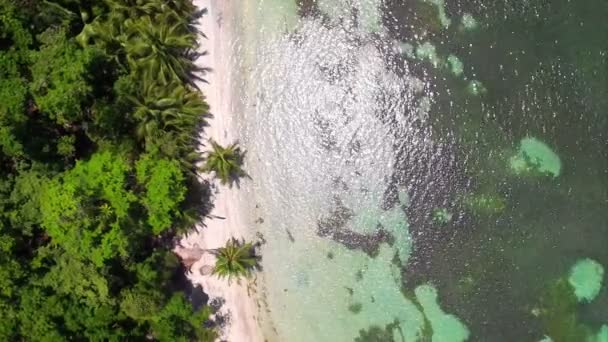 カリブの白い自然のままのビーチ垂直空中ドローン ビュー ヤシの木 ビーチの水の結晶の隣に パナマでイスラ Bastimentos 国立海洋公園でボカス トロ諸島の Carenero 処女ビーチ — ストック動画