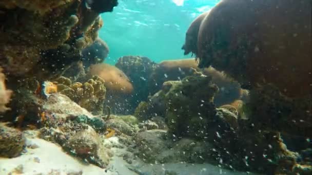 Fondos Marinos Arrecife Coral Mar Caribe Lleno Peces Bebés Colorido — Vídeos de Stock