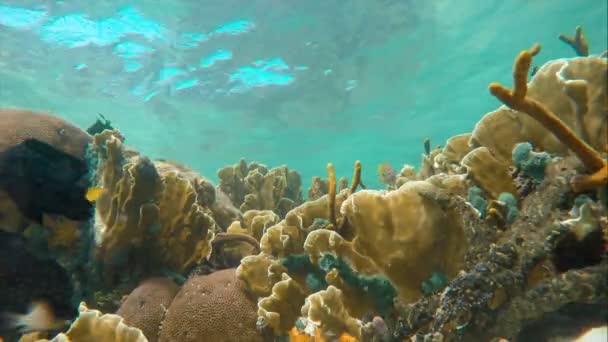 Fondos Marinos Arrecife Coral Mar Caribe Lleno Peces Bebés Colorido — Vídeos de Stock