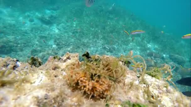 Kleurrijke Zeebodem Het Koraalrif Caribische Zee Helder Zeebodemlandschap Vol Tropische — Stockvideo